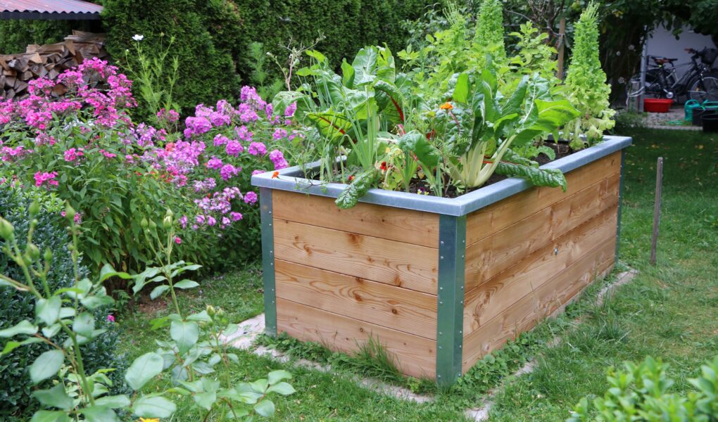 Hochbeet im Garten bepflanzt mit Salat und Mangold zur Selbstversorgung