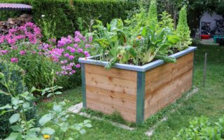 Hochbeet im Garten bepflanzt mit Salat und Mangold zur Selbstversorgung