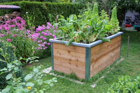 Hochbeet im Garten bepflanzt mit Salat und Mangold zur Selbstversorgung